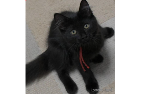 成約済の茨城県のノルウェージャンフォレストキャット-32601の2枚目